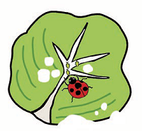 テントウムシのイラスト