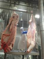 牛の枝肉検査の画像