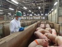 豚の生体検査の画像