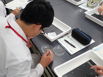 プラスチック片の実験