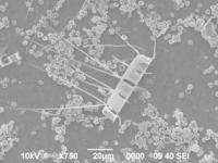 珪藻類（Skeletonema）の画像