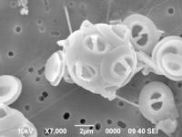 円石藻類の画像