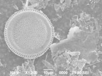 珪藻類の画像１