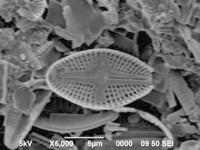 珪藻類の画像２