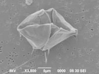 渦鞭毛藻類の画像