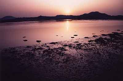 写真：今津干潟