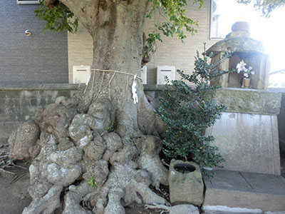 写真：今宿上町天満宮の「こぶえのき」