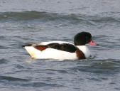 ツクシガモの写真