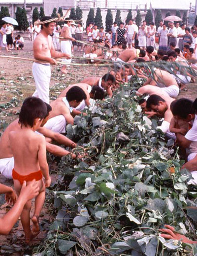 写真：西浦のかずら引き