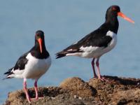 ミヤコドリの写真