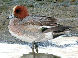 ヒドリガモの写真