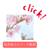桧原桜エピソード動画へ