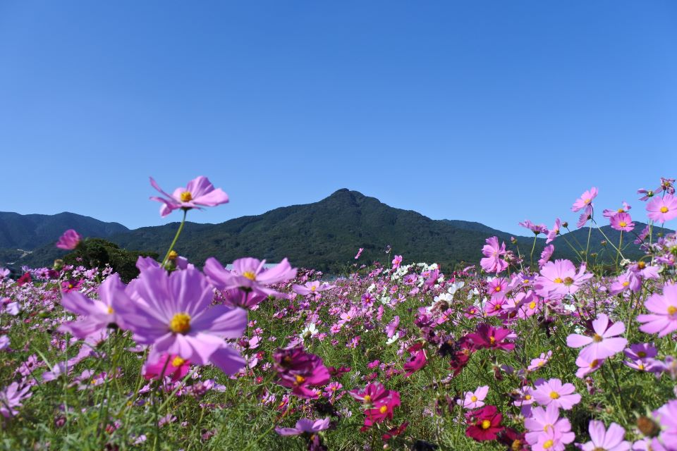 飯盛山と秋桜