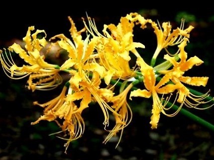 山を象徴する花リコリス