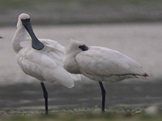 クロツラヘラサギの写真