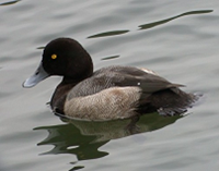 スズガモの写真