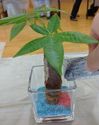 写真：「カラーサンドに観葉植物を植えてみよう」講座2