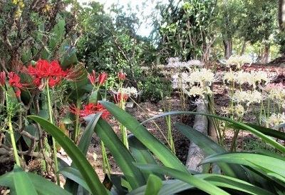 エコガーデンと愉快な仲間たち花壇の彼岸花