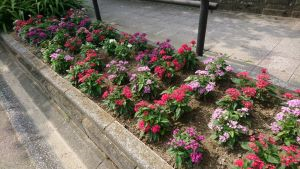 鳥飼花クラブの花壇の写真3