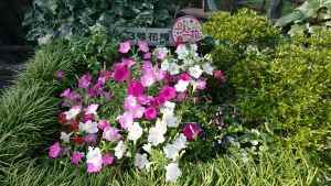 堤団地にこにこ花壇の花壇の写真3