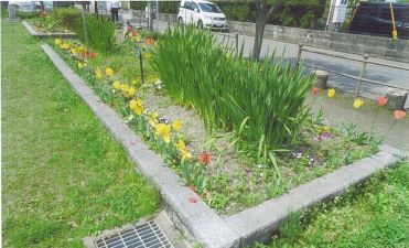 堤2丁目1区花つくり環境美化会の花壇の写真1