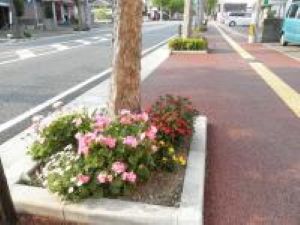 堤2丁目1区花つくり環境美化会の花壇の写真2