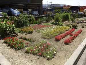 堤インターグリーンライフ倶楽部の花壇の写真1