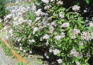 樋井川中央公園フラワーガーデンの花壇の写真1