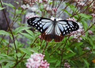 樋井川中央公園フラワーガーデンの花壇の写真2