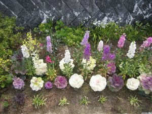 中公園ガーデンクラブの花壇の写真2