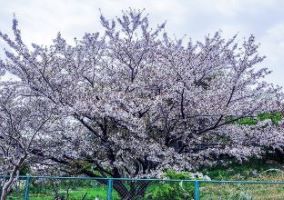 片江市民緑地の桜の写真1
