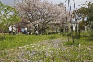 片江市民緑地の桜の写真2
