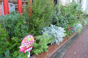 キッズ歯科べふの花壇1