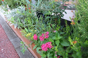 キッズ歯科べふの花壇2