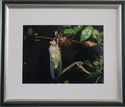 第41回城南区市民アート展写真部門特選の作品画像