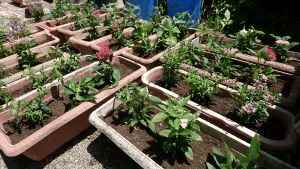 鳥飼4丁目さわやかクラブのプランターの写真1