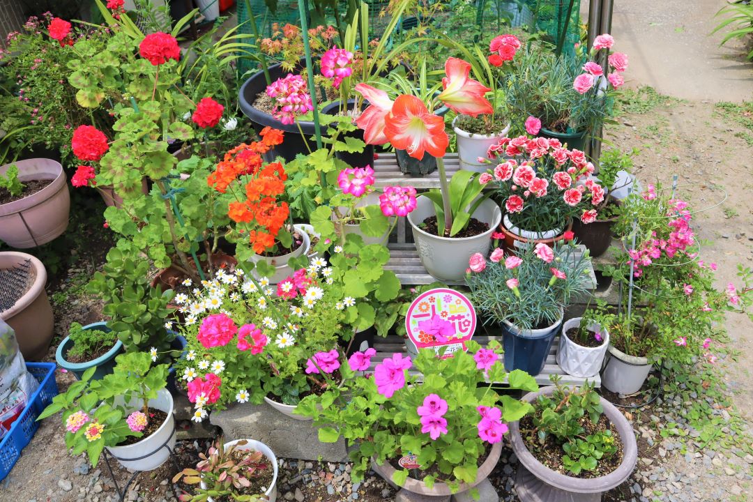 ハッピー花壇２