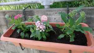 鳥飼4丁目さわやかクラブのプランターの写真3