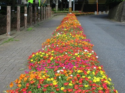 画像：昨年７月のポーチュラカ
