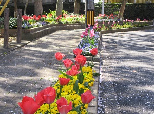 エコガーデンと愉快な仲間たちの花壇4