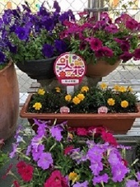 堤公民館の玄関前にある花3