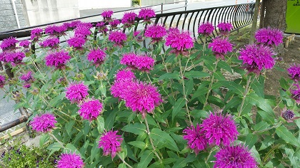 画像：下長尾中央公園のベルガモット1