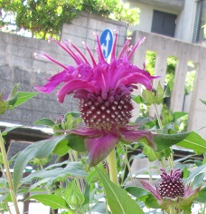 画像：下長尾中央公園のベルガモット2