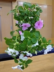 写真：当日作ったハンギングポット