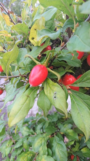 衝⽻根柿（ツクバネガキ）の実2