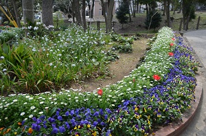 大楠の小径花壇