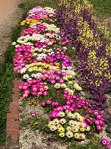 西の堤池の花壇1