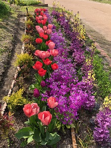 西の堤池の花壇2