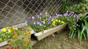 別府3丁目別府の会の花壇の写真2