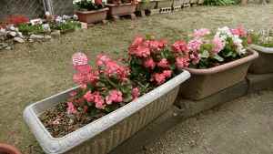 別府3丁目別府の会の花壇の写真3